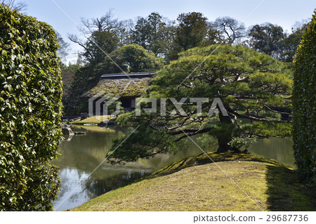 Katsura Rikyu Sumiyoshi's pine Katsura Rikyu Sumiyoshi's pine 29687736