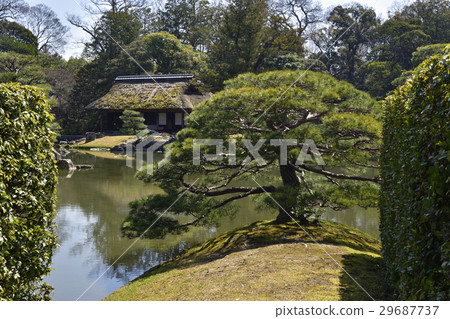 Katsura Rikyu Sumiyoshi's pine Katsura Rikyu Sumiyoshi's pine 29687737