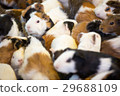 Guinea pig 29688109