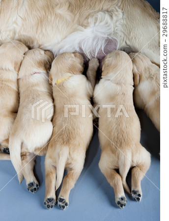 golden retriever with puppies 29688817