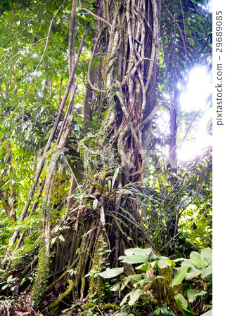叢林圖像切大樹和常春藤 叢林圖像切大樹和常春藤 29689085