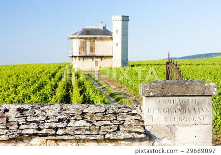 vineyards of Clos Blanc De Vougeot Castle 29689097