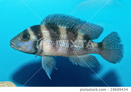 Portrait of fish (Neolamprologus sexfasciatus) Portrait of fish (Neolamprologus sexfasciatus) 29689434
