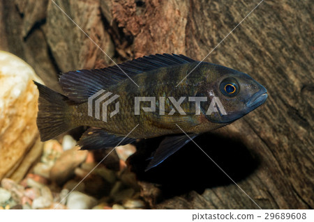 Portrait of cichlid fish (Pseudotropheus crabro) 29689608