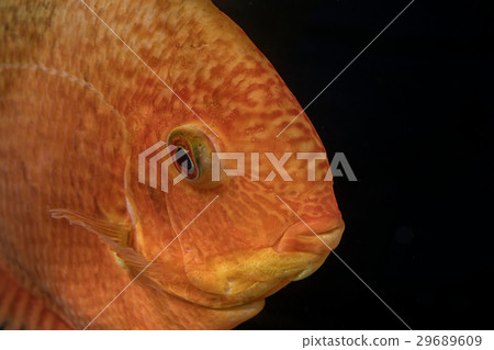Portrait of cichlid fish (Heros sp.) 29689609