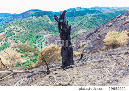 Burned forest in the mountains Burned forest in the mountains 29689631