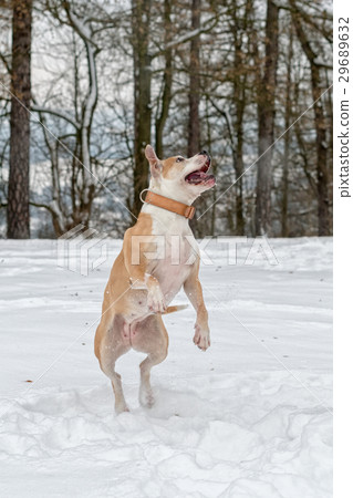 Staffordshire bull terrier in the jump Staffordshire bull terrier in the jump 29689632