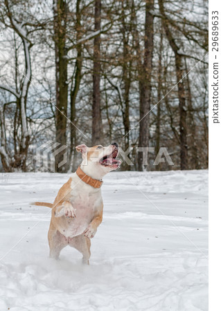Staffordshire bull terrier in the jump Staffordshire bull terrier in the jump 29689633
