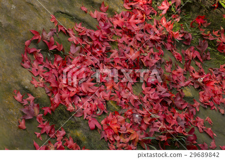 Red maple leaf fall on ground during autumn Red maple leaf fall on ground during autumn 29689842