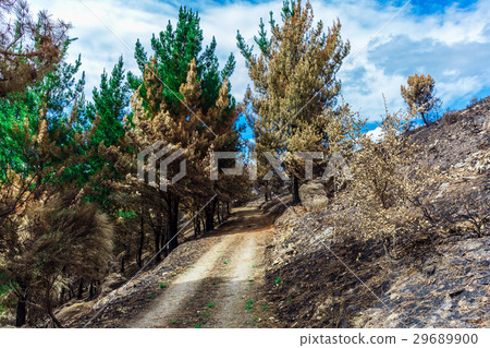Burned forest in the mountains Burned forest in the mountains 29689900