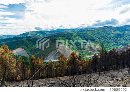 Burned forest in the mountains Burned forest in the mountains 29689902