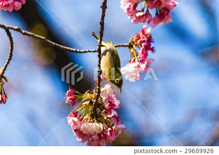 Mejiro Oigakura Sakura Mejiro Oigakura Sakura 29689926