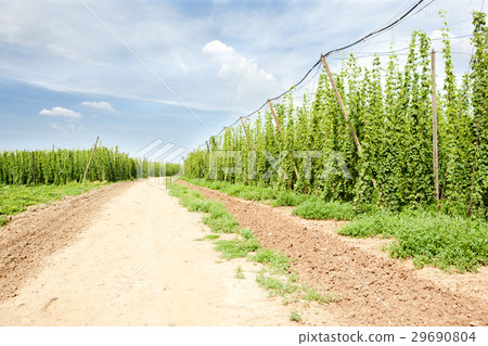 hops garden, Czech Republci hops garden, Czech Republci 29690804