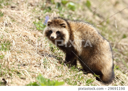 [Hokkaido] Ezo raccoon spring 29691198