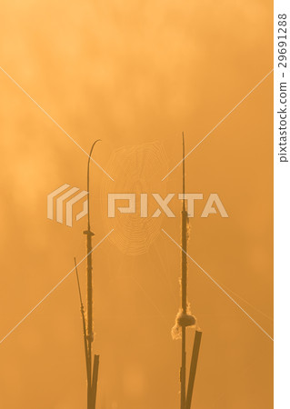 Big spider web between two reed plants  29691288