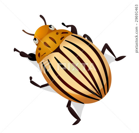 colorado potato beetle colorado potato beetle 29691463