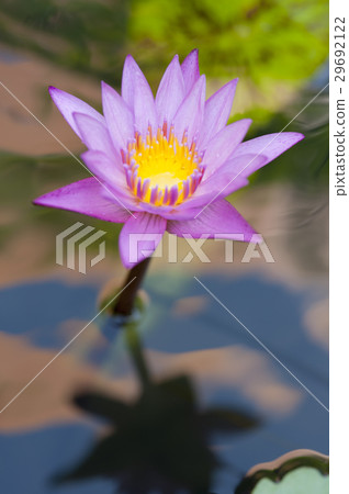 Beauty blooms on a pond. 29692122