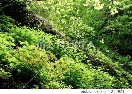 Fresh green in the valley Fresh green in the valley 29692334