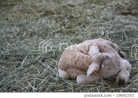 Lamb Lamb 29692501