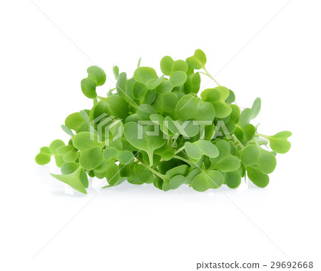 Growing microgreens isolated on white background Growing microgreens isolated on white background 29692668