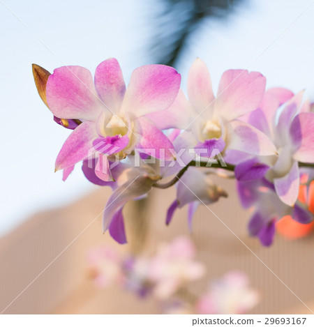 Beautiful orchid (Phalaenopsis) 29693167