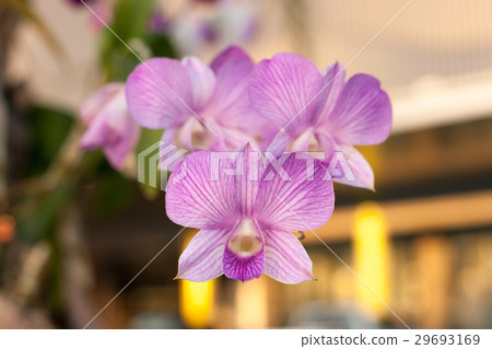 Beautiful orchid (Phalaenopsis) Beautiful orchid (Phalaenopsis) 29693169