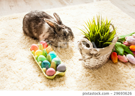 Easter rabbit in home Easter rabbit in home 29693626