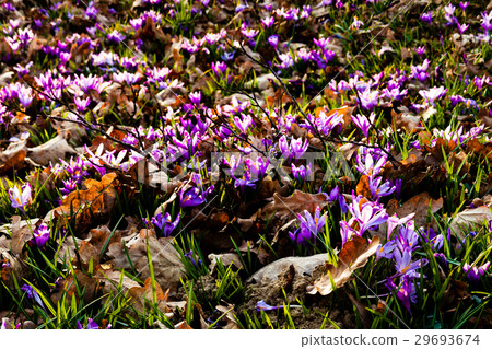 Saffron meadow flowers Saffron meadow flowers 29693674