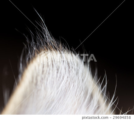 Hair on the ears of a cat Hair on the ears of a cat 29694858