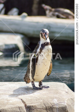 Humboldt Penguin Leaving the Water Humboldt Penguin Leaving the Water 29694860