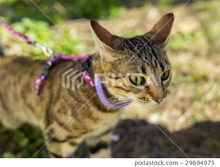 Kitten on a leash outdoor Kitten on a leash outdoor 29694975