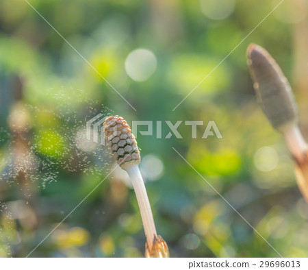 Spores that fly on the spring breeze Spores that fly on the spring breeze 29696013