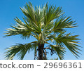 big high plam tree 29696361