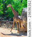 single Giraffe walking 29696362