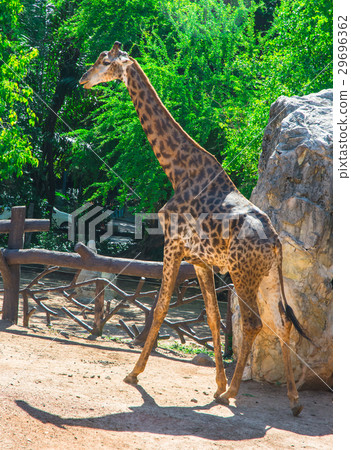 single Giraffe walking 29696362