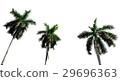 the three coconout tree 29696363