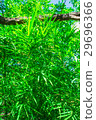 bamboo leaves pattern at sunshade 29696366