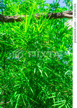 bamboo leaves pattern at sunshade 29696366