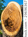 old wood stump surface 29696367