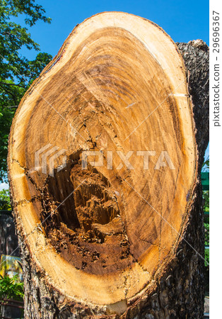 old wood stump surface 29696367
