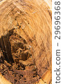 brown wood stump surface 29696368
