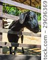 portrait view of black goat 29696369