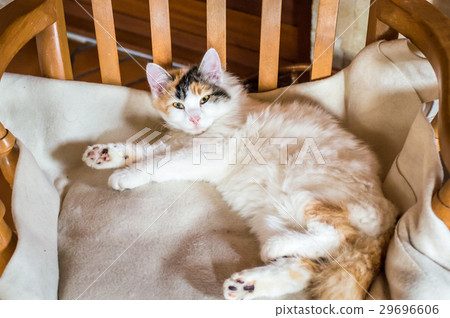 A cat on a wooden chair A cat on a wooden chair 29696606
