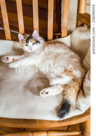A cat on a wooden chair A cat on a wooden chair 29696608