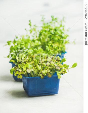 Fresh spring green live radish kress sprouts 29696609