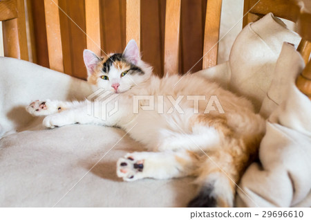 A cat on a wooden chair A cat on a wooden chair 29696610
