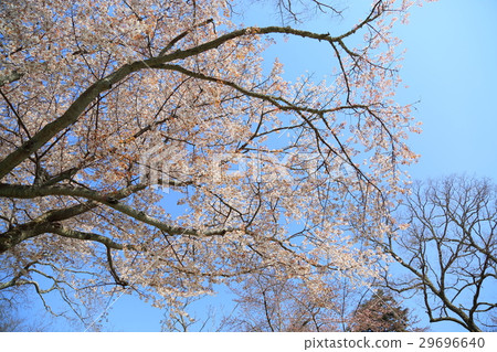 奈良公園Yamazakura盛開 29696640