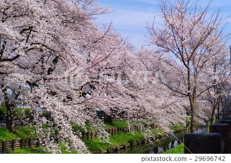 Shogo Edo Kawagoe Spring Festival Cherry Blossoms in full bloom Shinkawaegawa River Horizontal in 2017 29696742