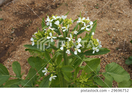 田邊蘿蔔花 田邊蘿蔔花 29696752