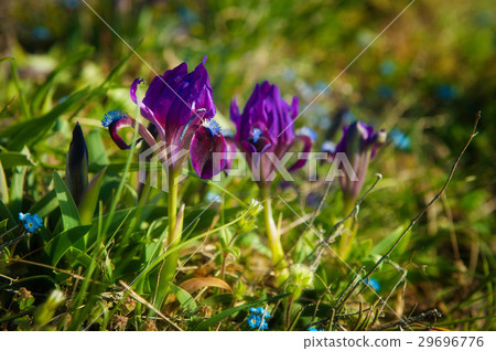 Close up of purple iris flowers background lawn 29696776
